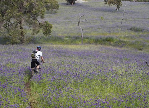 Camping Le Parc des Roches, 3* - 38