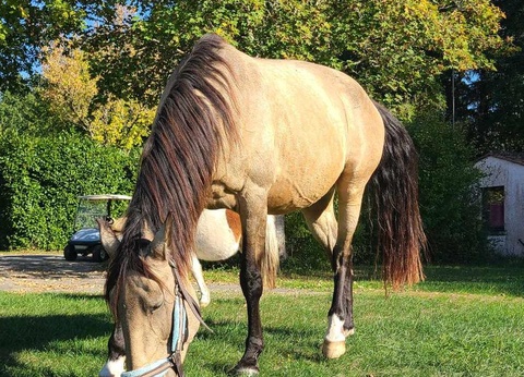 Camping Domaine Du Bois Coquet, 3* - 30