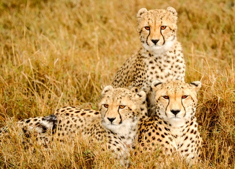 Combiné Circuit et Hôtel Papillon Lagoon Reef 3* - 7