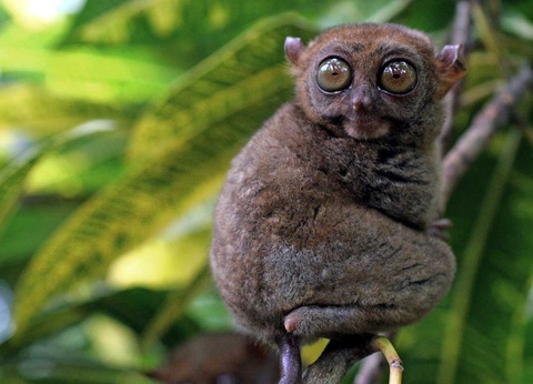 Circuit Nord Luzon, volcans et rizières des Philippines - 16