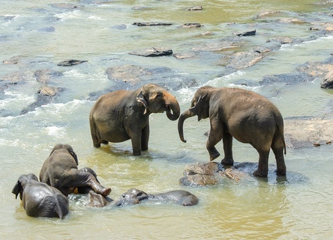 Circuit Evasion au Sri Lanka - 38