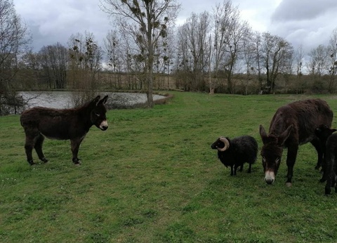 Camping Les Rulières, 3* - 15
