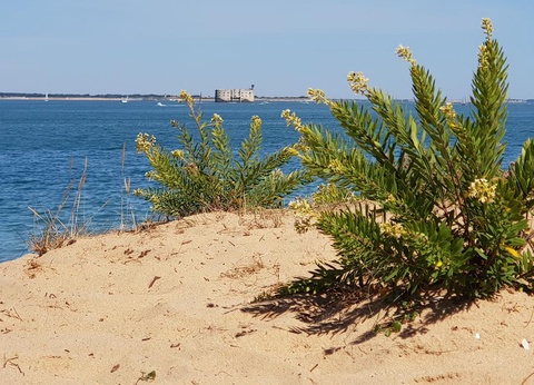 Camping Les Pins d'Oléron, 4* - 16