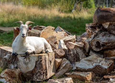 Flower Camping Côté Lac, 3* - 31