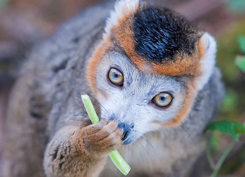 Aventurez-vous au ZooSafari de Thoiry le temps d'un week-end - 4* - 22