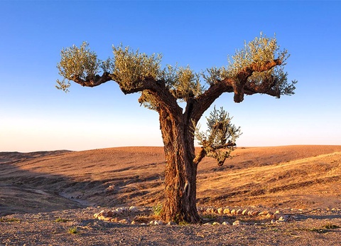 Circuit Marrakech & Experience Unique au Désert d'Agafay - 9