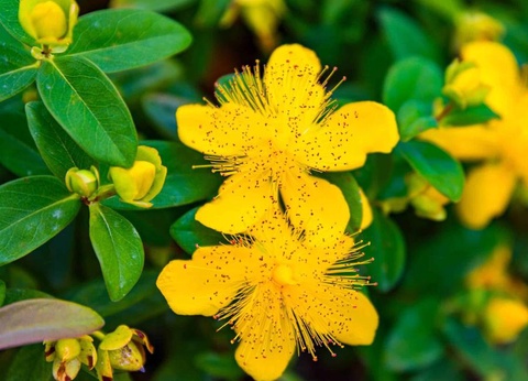 Camping D'auberoche, 3* - 21