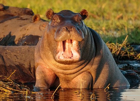 Immersion au Botswana & Extension Chutes Victoria 13J/10N - 2025 - 15