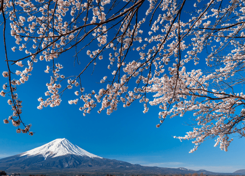 Circuit De la Corée au Japon, Matin Calme et Soleil Levant.. - 37