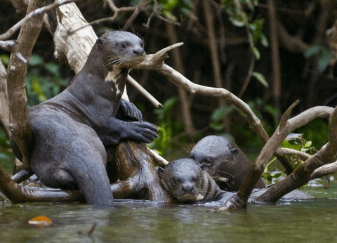 Circuit Baianas et Cariocas, Trésors du Brésil et Plaines du Pantanal - 26