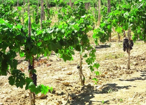 Camping La Masseria, 4* - 59