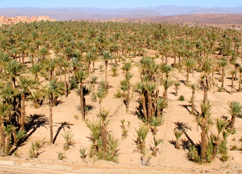 Circuit Coralia Le Sud Marocain en 4x4 & Extension Club Eldorador Kenzi Agdal Medina 5* - 7