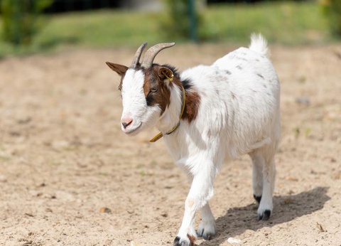 Camping Les Carolins, 3* - 74