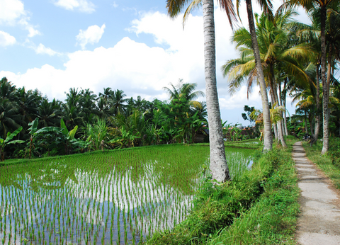 Circuit Au Coeur de Bali - 11