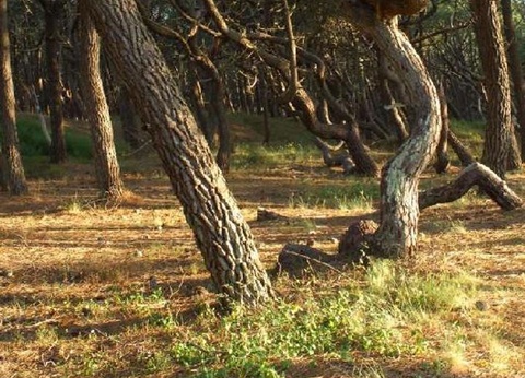 Camping Landes Bleues, 4* - 46