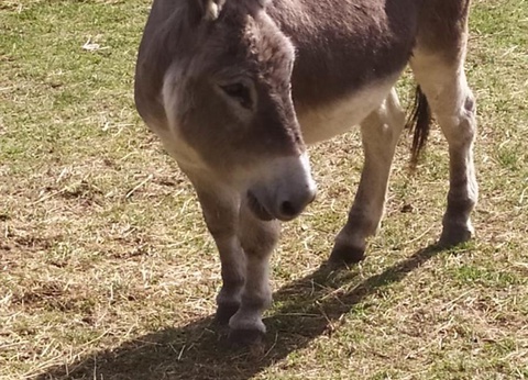 Domaine Vallée Du Tarn, 3* - 39