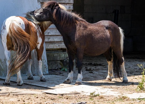 Camping Domaine de la Brèche 5* - 20
