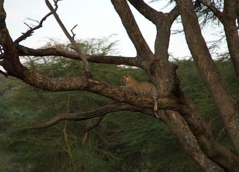 Safari Privatif - Evasion Sauvage en Tanzanie - 5