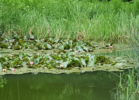 Camping Moulin de David 4* - 95