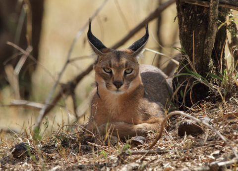 Circuit Safaris de Légende - 25