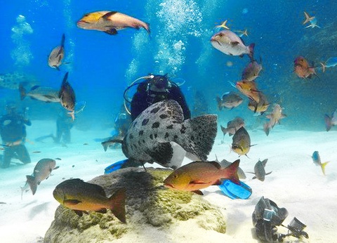 Mosaïque australienne - 18