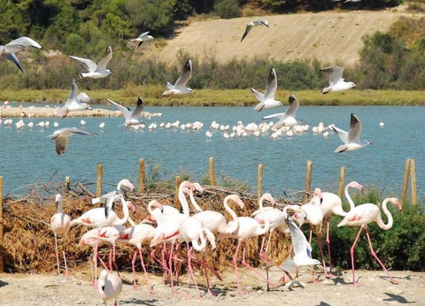 Camping La Grange Neuve, 3* - 52