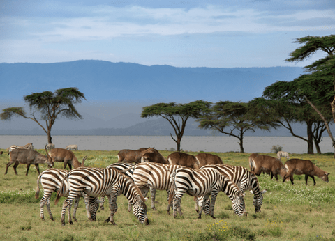Circuit Safaris de Légende - 22