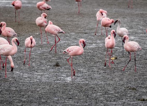 Circuit Du Royaume des Animaux aux Sables du Kalahari **Version 2026** - 16