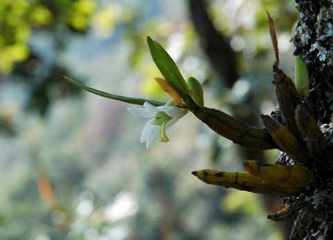 Circuit Thaïlande Insolite, à la rencontre des Tribus du Nord - 24