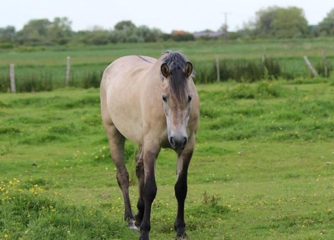 Camping Le Mont Joli Bois, 3* - 63