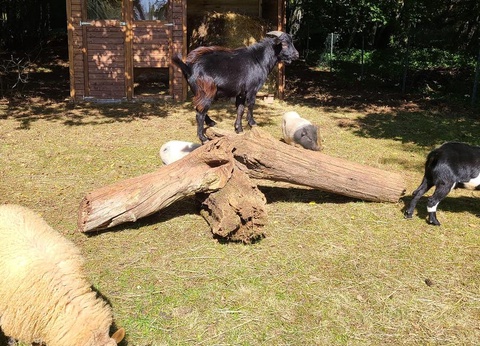 Camping Domaine Du Bois Coquet, 3* - 12