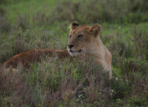 Safari Privatif - Aventure Tanzanienne - 5