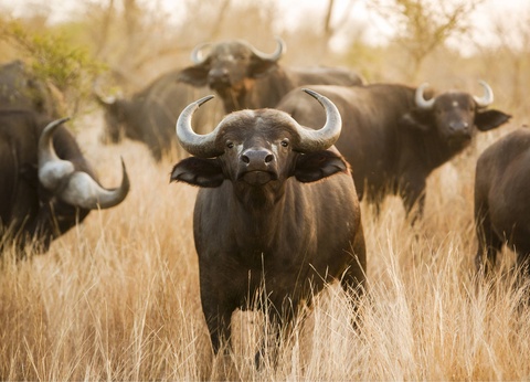 Circuit Terres d'Afrique Australe : de Kruger à Chobe **** - 11