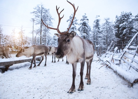 Circuit Laponie, aurores et cap Nord - 3