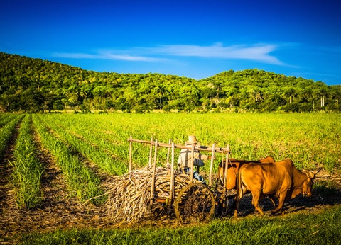 Circuit Perle des Caraïbes (circuit privatif) - 16