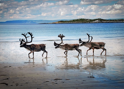 Croisière Le Royaume Boréal - 12