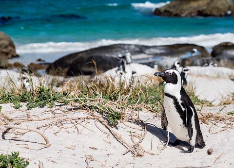 Circuit Cap sur l'Afrique du Sud - 4