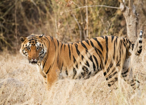 Circuit L'appel de la jungle : sur les traces du tigre du Bengale **** - 11