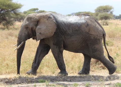 Safari Privatif - Aventure Tanzanienne - 6