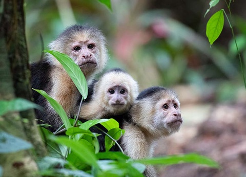 Le Costa Rica et le Nicaragua - 5