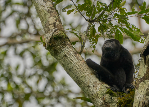 Circuit Dans le Sillage des Corsaires - 34