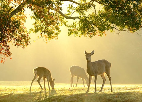 Circuit À la Conquête du Japon 3* - 16