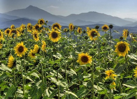 Camping Sites et Paysages - Le Moulin, 4* - 61