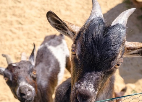 Camping Le Grand Pré, 2* - 9