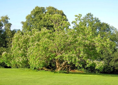 Camping Du Chateau De Leychoisier, 5* - 12