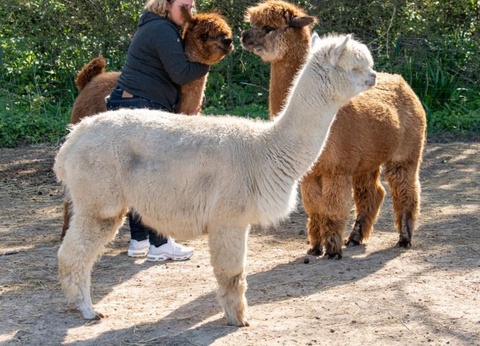 Camping Les Carolins, 3* - 4