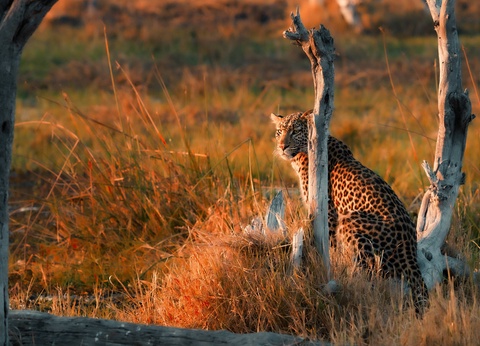 Circuit Légendes du Cap et de la savane **** - 14