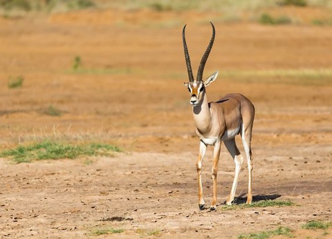 Circuit Merveilles du Kenya Mara - 11