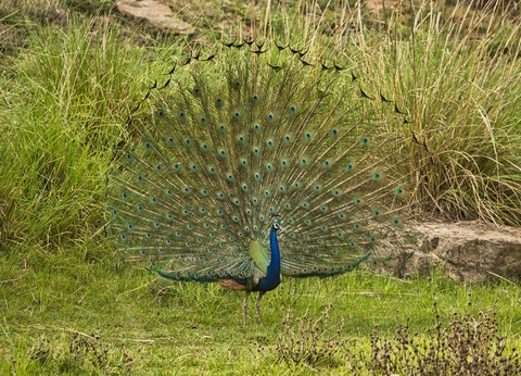 Circuit L'appel de la jungle : sur les traces du tigre du Bengale **** - 5