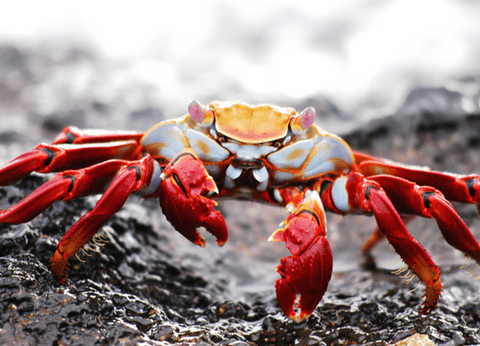 Circuit Equateur Authentique et Galapagos - 24